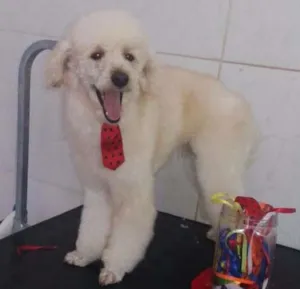 Cachorro raça Poodle idade 2 anos nome Ningo