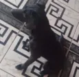 Neguinha