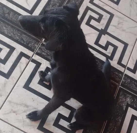 Cachorro ra a Dogstrettt idade 2 anos nome Neguinha