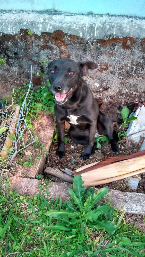 Cachorro ra a SRD idade 6 ou mais anos nome Filó