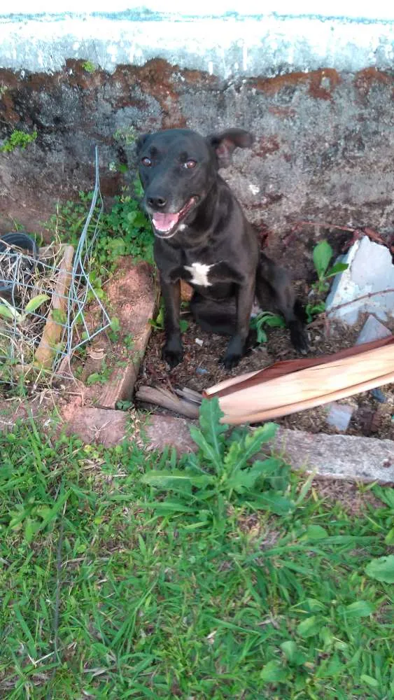 Cachorro ra a SRD idade 6 ou mais anos nome Filó