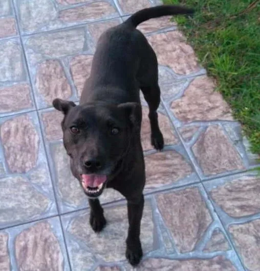 Cachorro ra a SRD idade 6 ou mais anos nome Filó