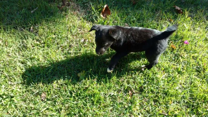 Cachorro ra a Vira Lata idade Abaixo de 2 meses nome Suria