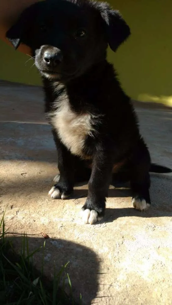 Cachorro ra a Vira Lata idade Abaixo de 2 meses nome Suria