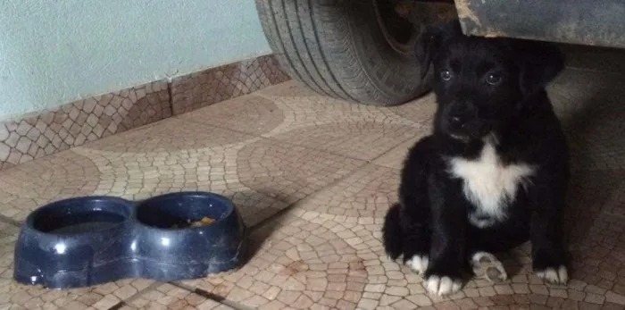 Cachorro ra a Vira Lata idade Abaixo de 2 meses nome Suria