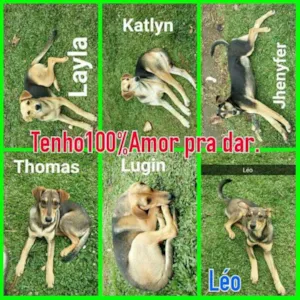 Cachorro raça Sem raça definida idade 7 a 11 meses nome 3 fêmeas 3 machos