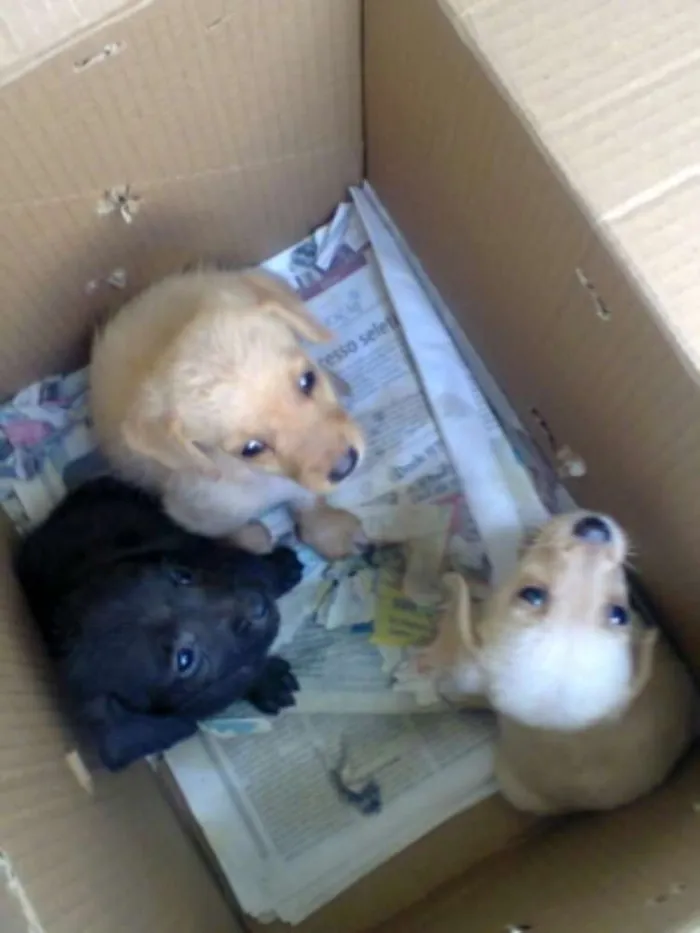 Cachorro raça mestiça  idade 7 a 11 meses nome Mel,Lua,eYsnobell