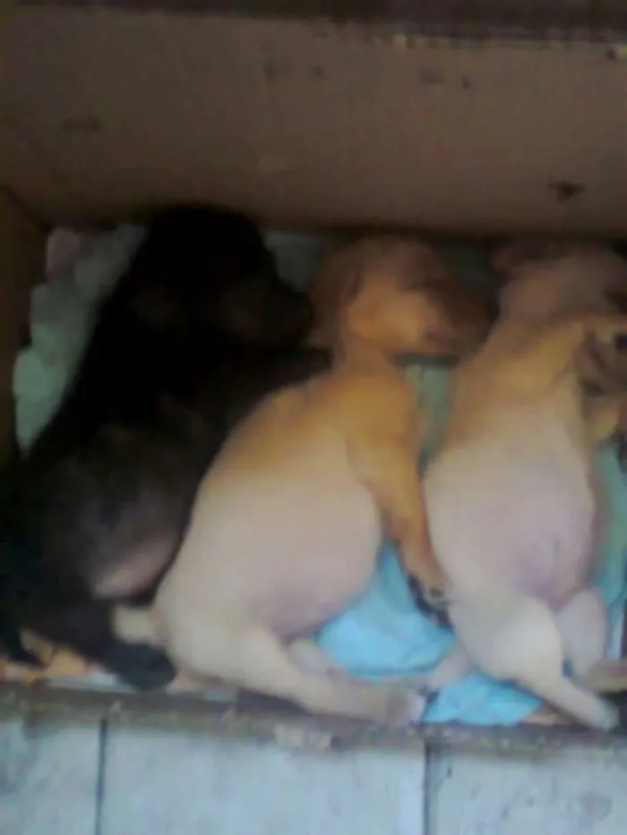 Cachorro raça mestiça  idade 7 a 11 meses nome Mel,Lua,eYsnobell