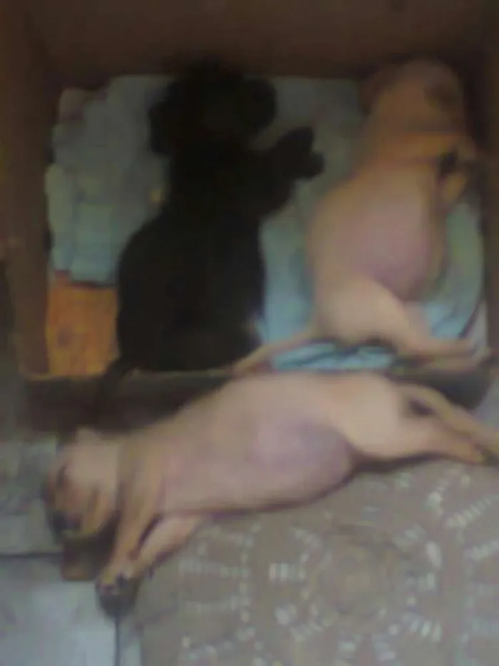 Cachorro raça mestiça  idade 7 a 11 meses nome Mel,Lua,eYsnobell