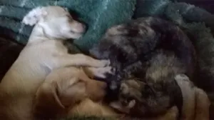Cachorro raça mestiça  idade 7 a 11 meses nome Mel,Lua,eYsnobell