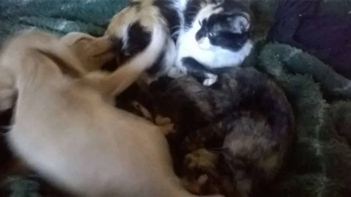 Cachorro raça mestiça  idade 7 a 11 meses nome Mel,Lua,eYsnobell