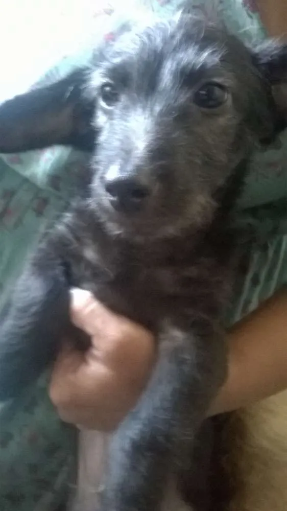 Cachorro raça mestiça  idade 7 a 11 meses nome Mel,Lua,eYsnobell
