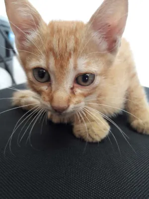 Gato raça  idade Abaixo de 2 meses nome Yume