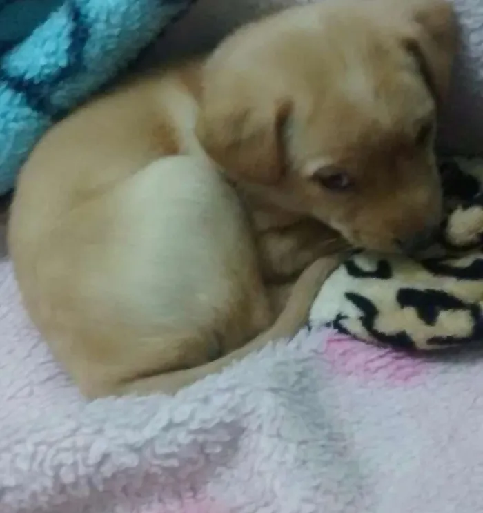 Cachorro ra a Labrador idade 2 a 6 meses nome Clarinha