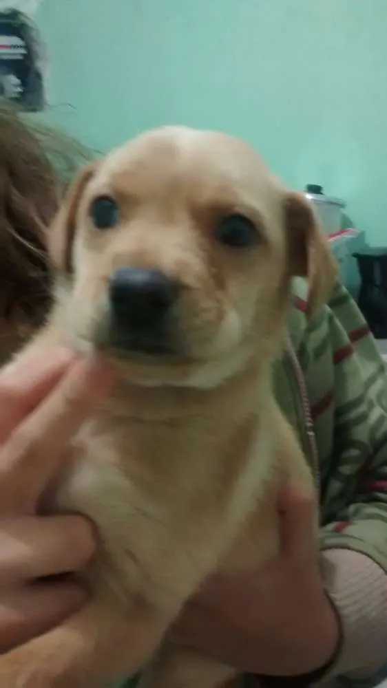 Cachorro ra a Labrador idade 2 a 6 meses nome Clarinha