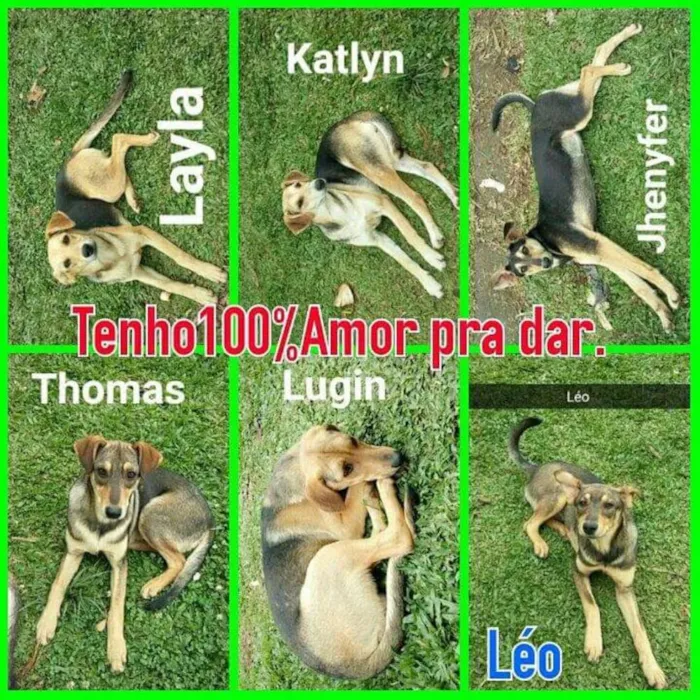 Cachorro ra a SRD idade 7 a 11 meses nome sem nome