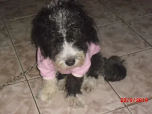 Cachorro raça Poodle idade 1 ano nome MARADONA