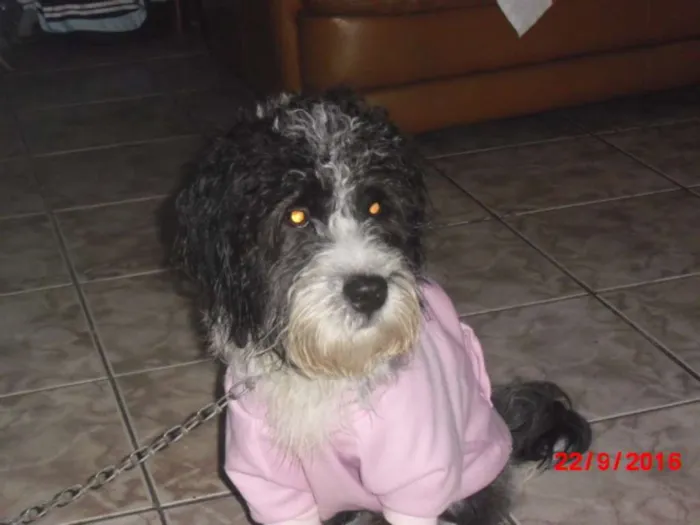Cachorro ra a Poodle idade 1 ano nome MARADONA