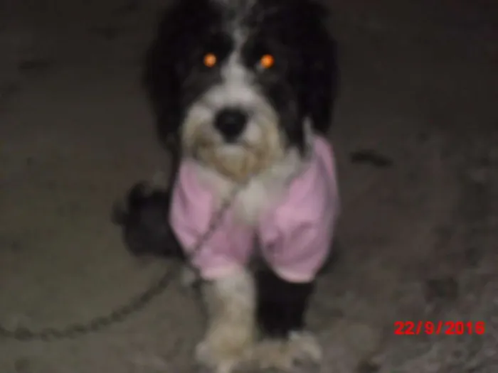 Cachorro ra a Poodle idade 1 ano nome MARADONA