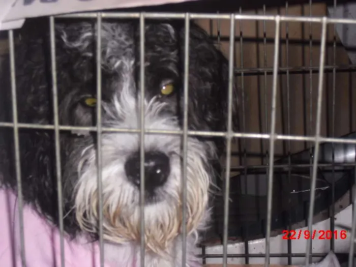 Cachorro ra a Poodle idade 1 ano nome MARADONA