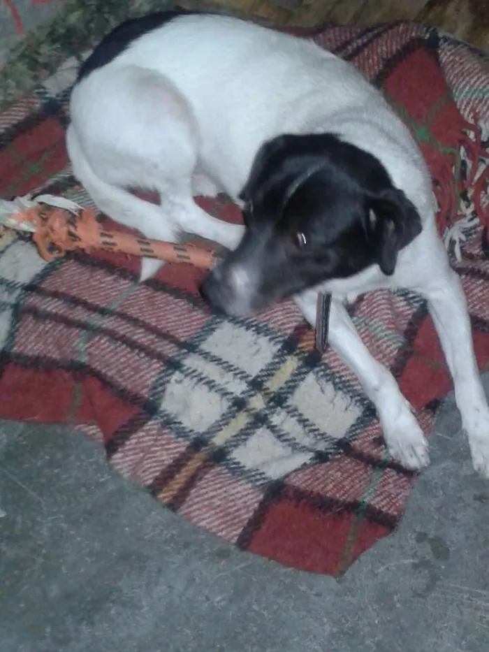Cachorro ra a Vira lata idade 2 anos nome Panda