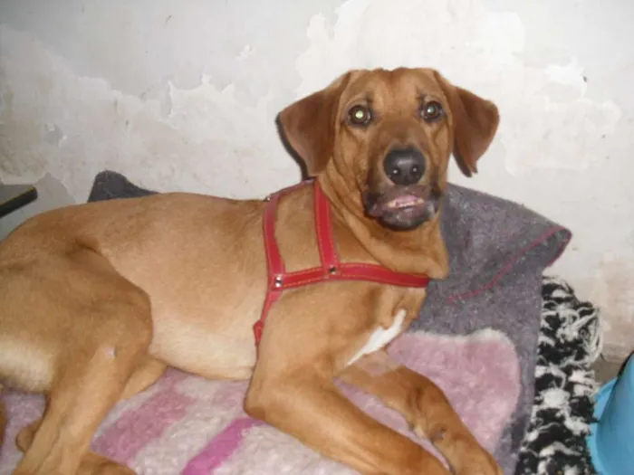 Cachorro ra a srd idade 1 ano nome Vicente