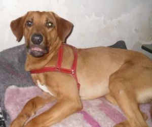 Cachorro raça srd idade 1 ano nome Vicente