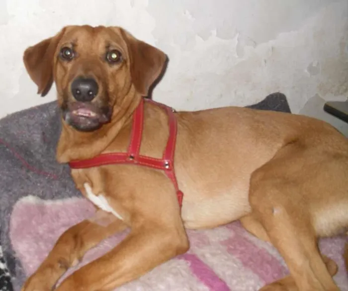 Cachorro ra a srd idade 1 ano nome Vicente