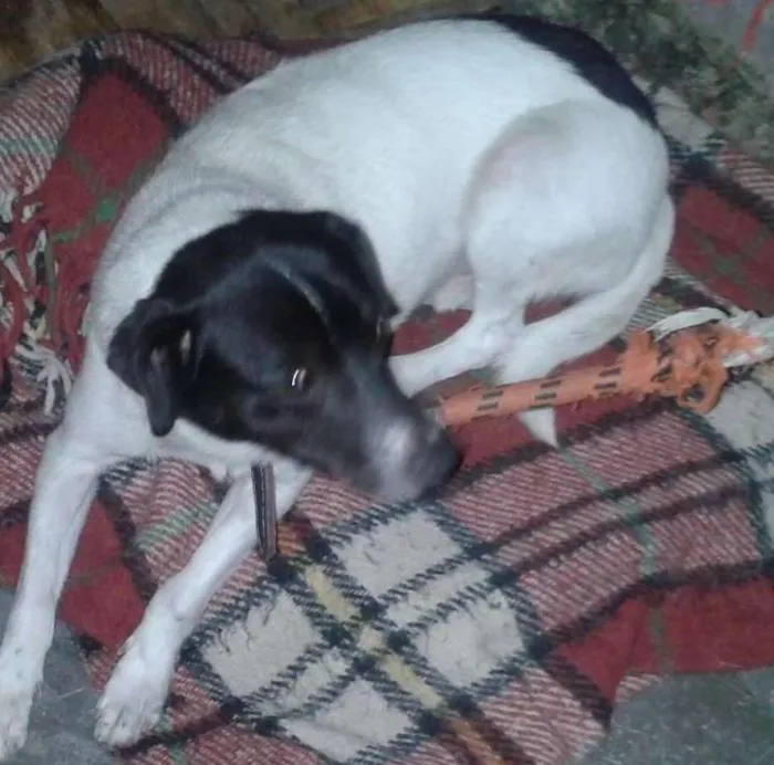 Cachorro ra a Vira lata idade 2 anos nome Panda