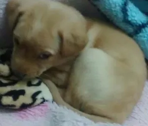 Cachorro raça Labrador idade 2 a 6 meses nome Clarinha