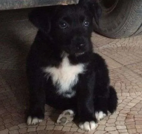 Cachorro ra a Vira Lata idade Abaixo de 2 meses nome Suria
