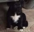 Cachorro raça Vira Lata idade Abaixo de 2 meses nome Suria