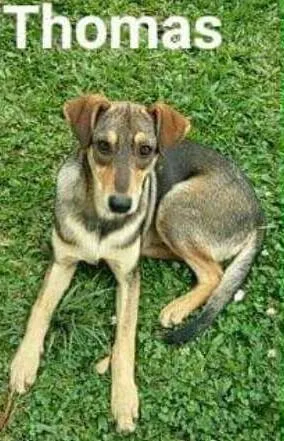 Cachorro ra a SRD idade 7 a 11 meses nome sem nome