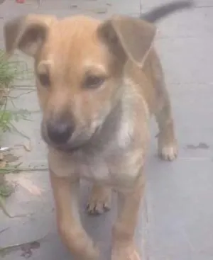 Cachorro raça Sem raça idade 2 a 6 meses nome Menino