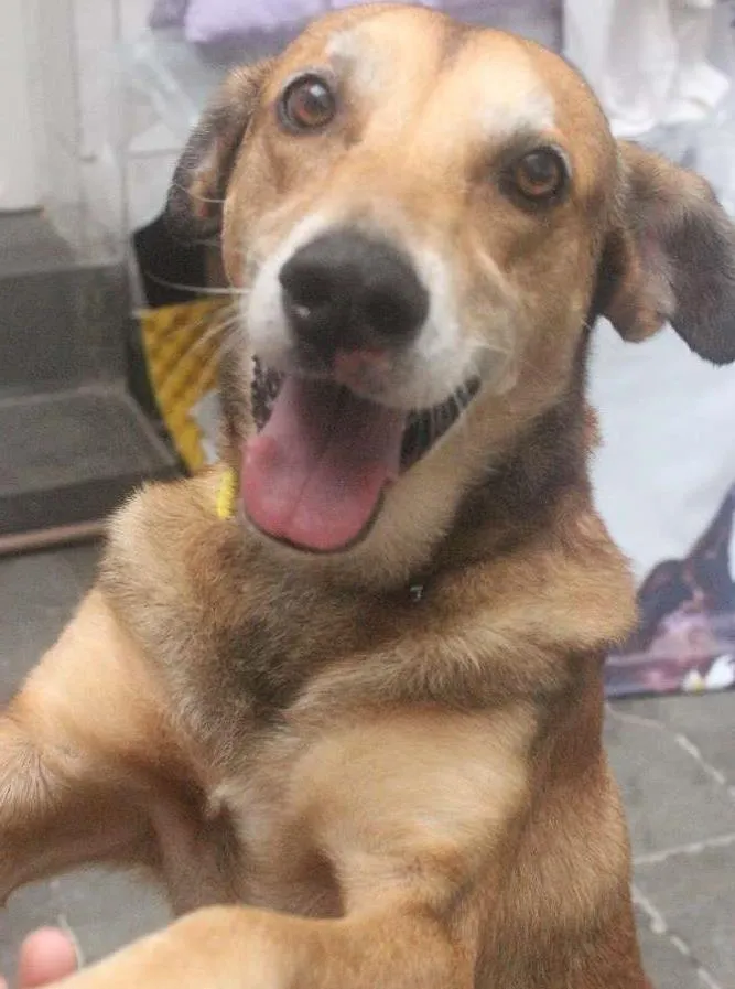 Cachorro ra a Vira Lata idade 5 anos nome Caramelo (provisório)