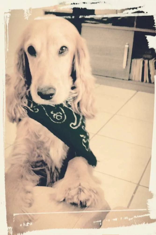 Cachorro ra a Cooker spner idade 4 anos nome Bob