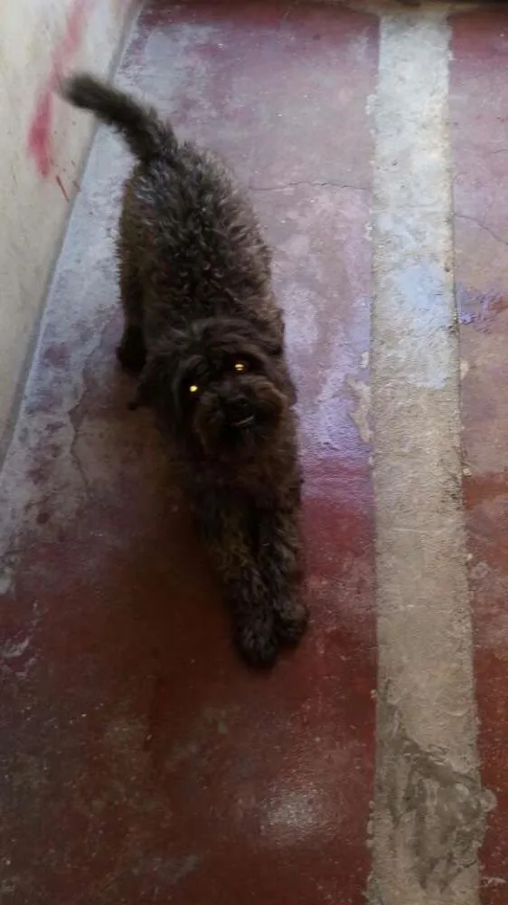 Cachorro ra a Poodle idade 7 a 11 meses nome Kayla