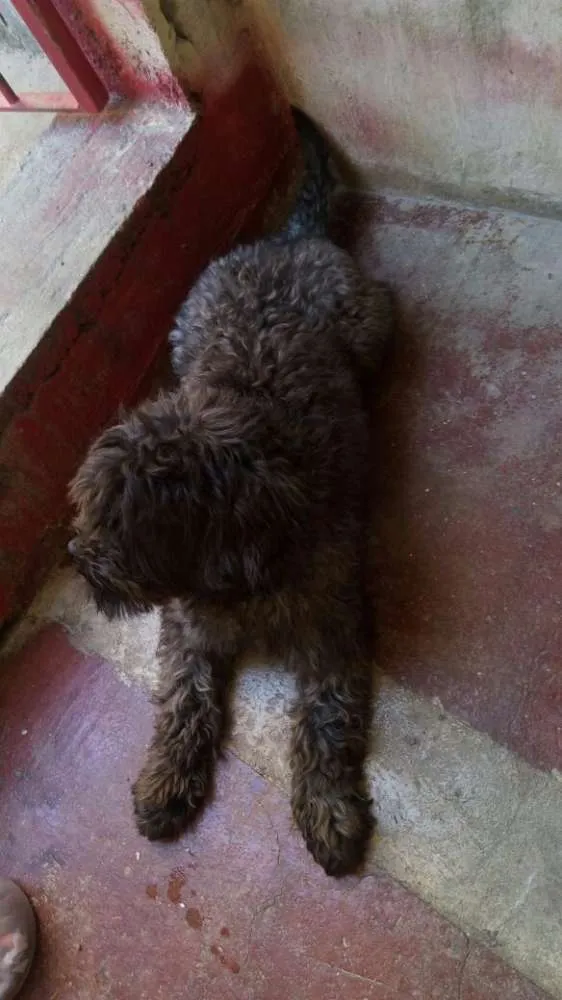 Cachorro ra a Poodle idade 7 a 11 meses nome Kayla