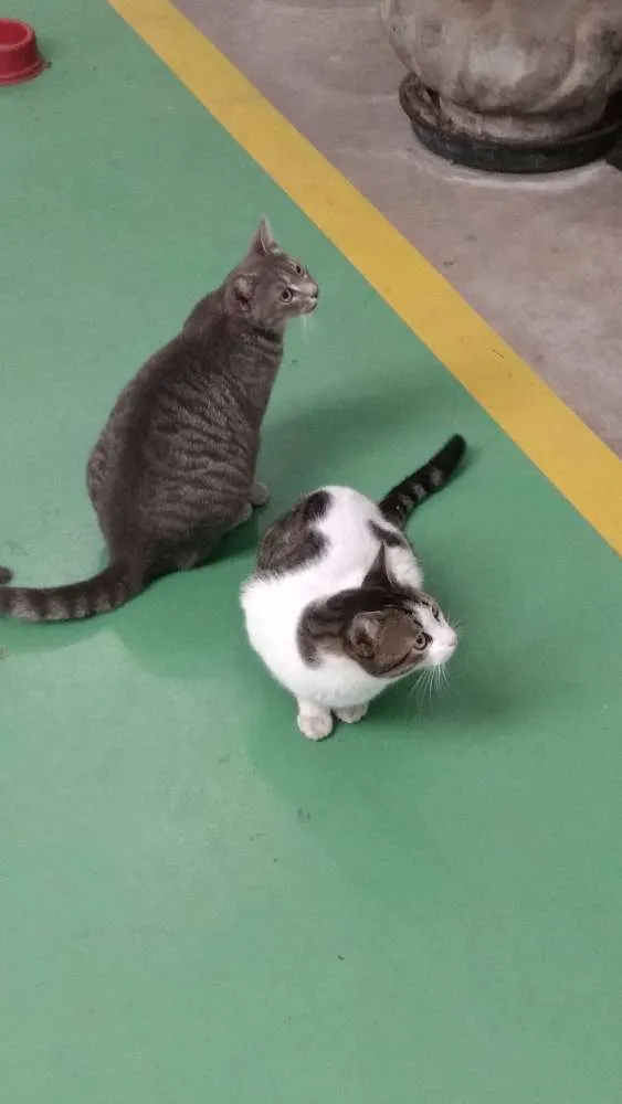 Gato raça Não sei idade 1 ano nome branca/mel/ula