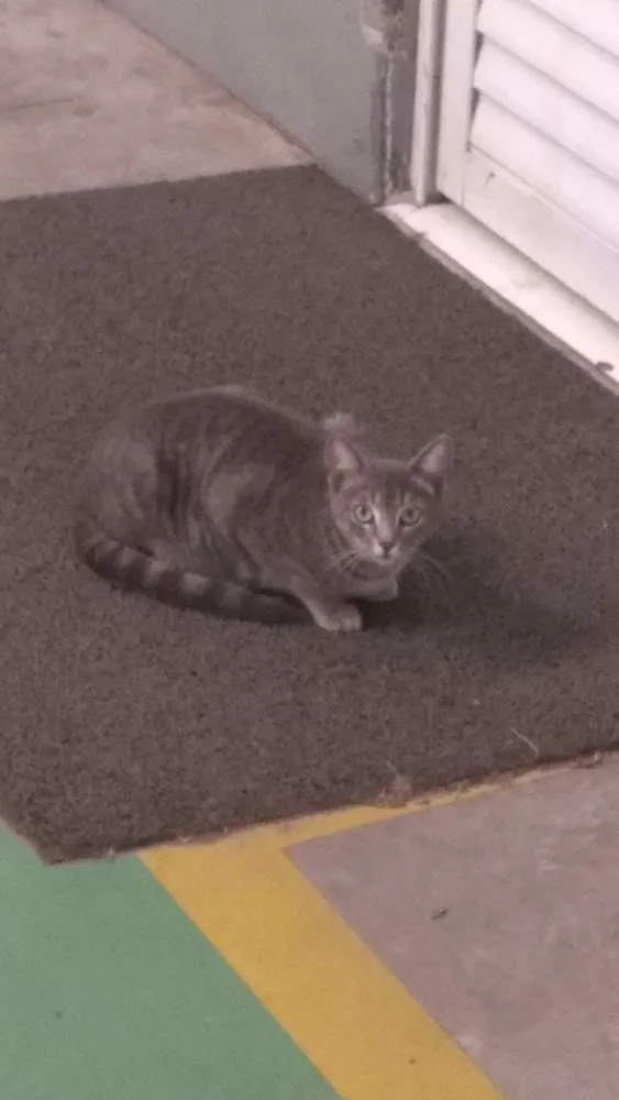 Gato raça Não sei idade 1 ano nome branca/mel/ula