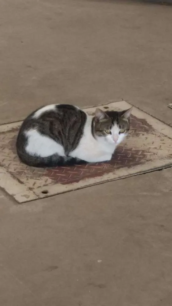 Gato raça Não sei idade 1 ano nome branca/mel/ula