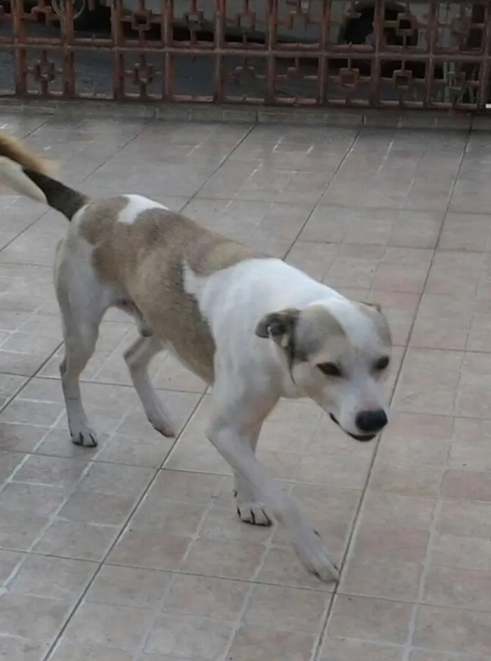 Cachorro ra a MESTIÇO idade 6 ou mais anos nome DUCK