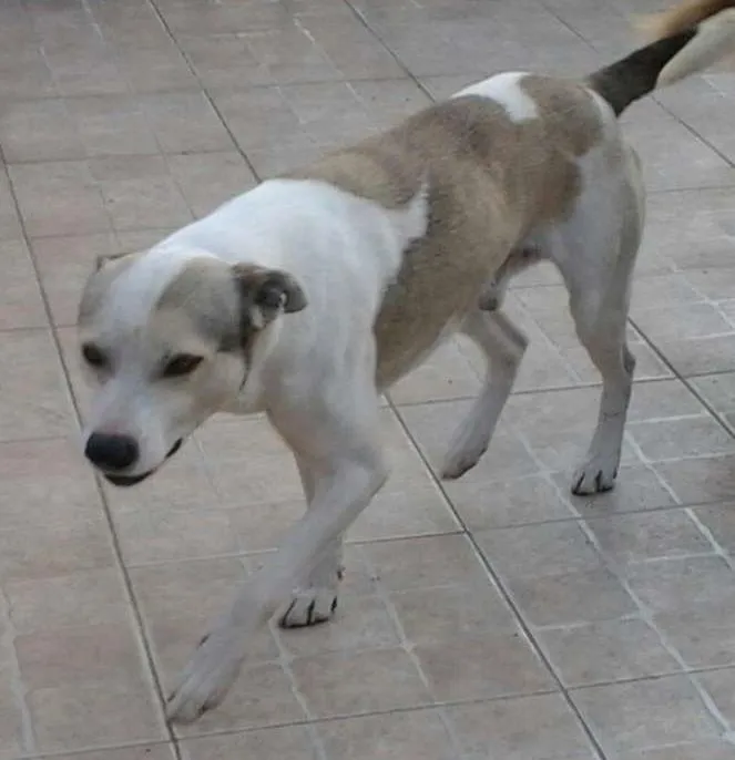 Cachorro ra a MESTIÇO idade 6 ou mais anos nome DUCK