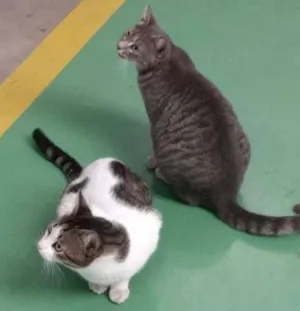 Gato raça Não sei idade 1 ano nome branca/mel/ula