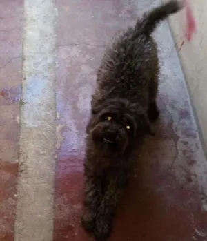 Cachorro raça Poodle idade 7 a 11 meses nome Kayla