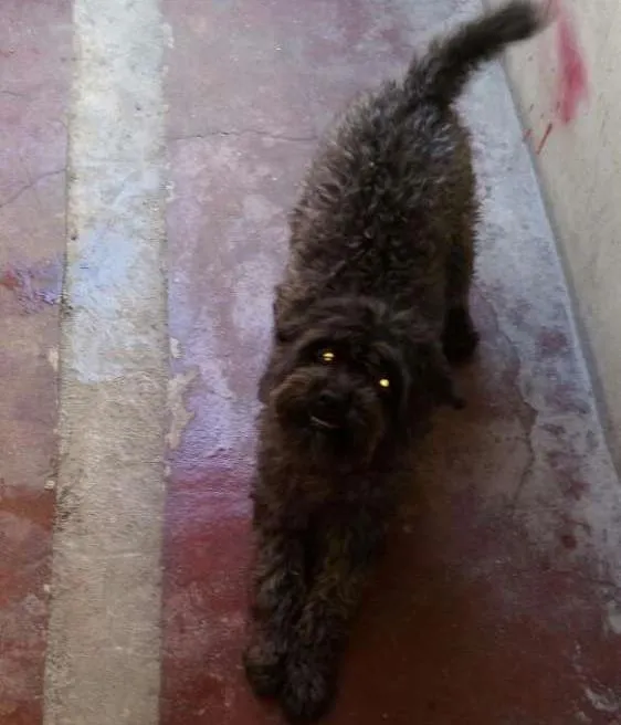 Cachorro ra a Poodle idade 7 a 11 meses nome Kayla