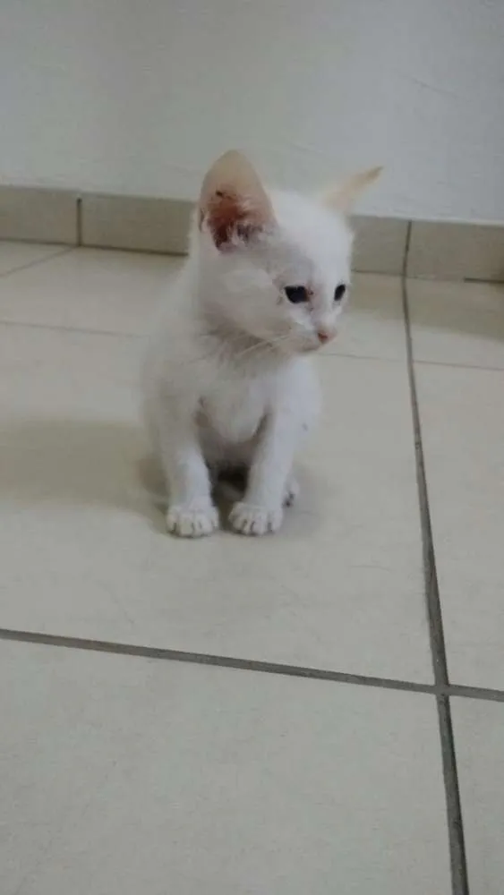 Gato ra a SRD idade 2 a 6 meses nome não tem