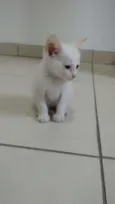 não tem