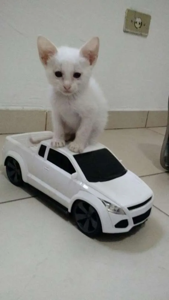 Gato ra a SRD idade 2 a 6 meses nome não tem