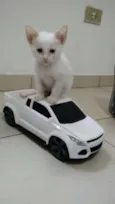 não tem